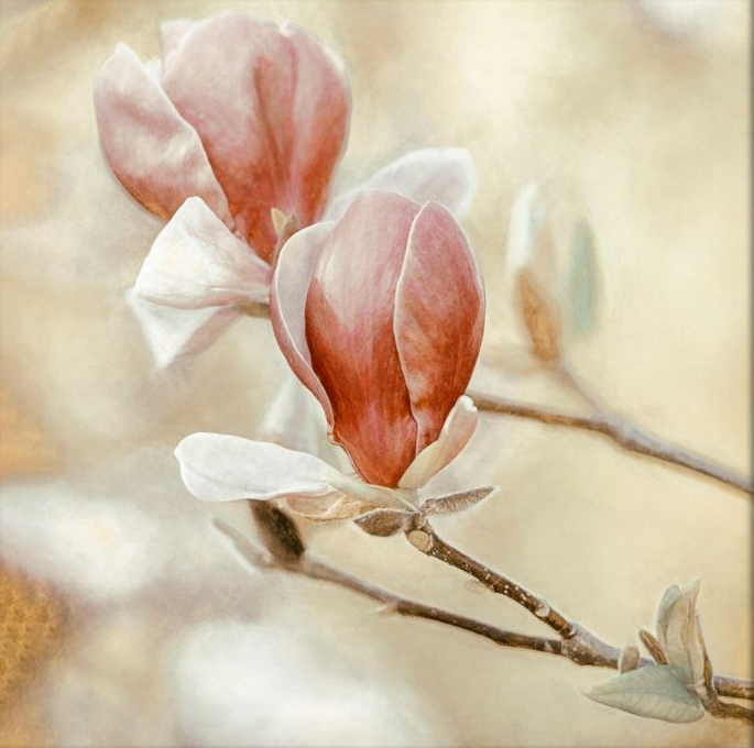 Blooming Hearts Walldecoration Wandkraft 74x74 cm Plexiglas Fine Art mat Aluminium profiel