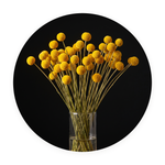 Solar Bloom ronde dibond wanddecoratie Wandkraft
