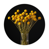 Solar Bloom ronde dibond wanddecoratie Wandkraft