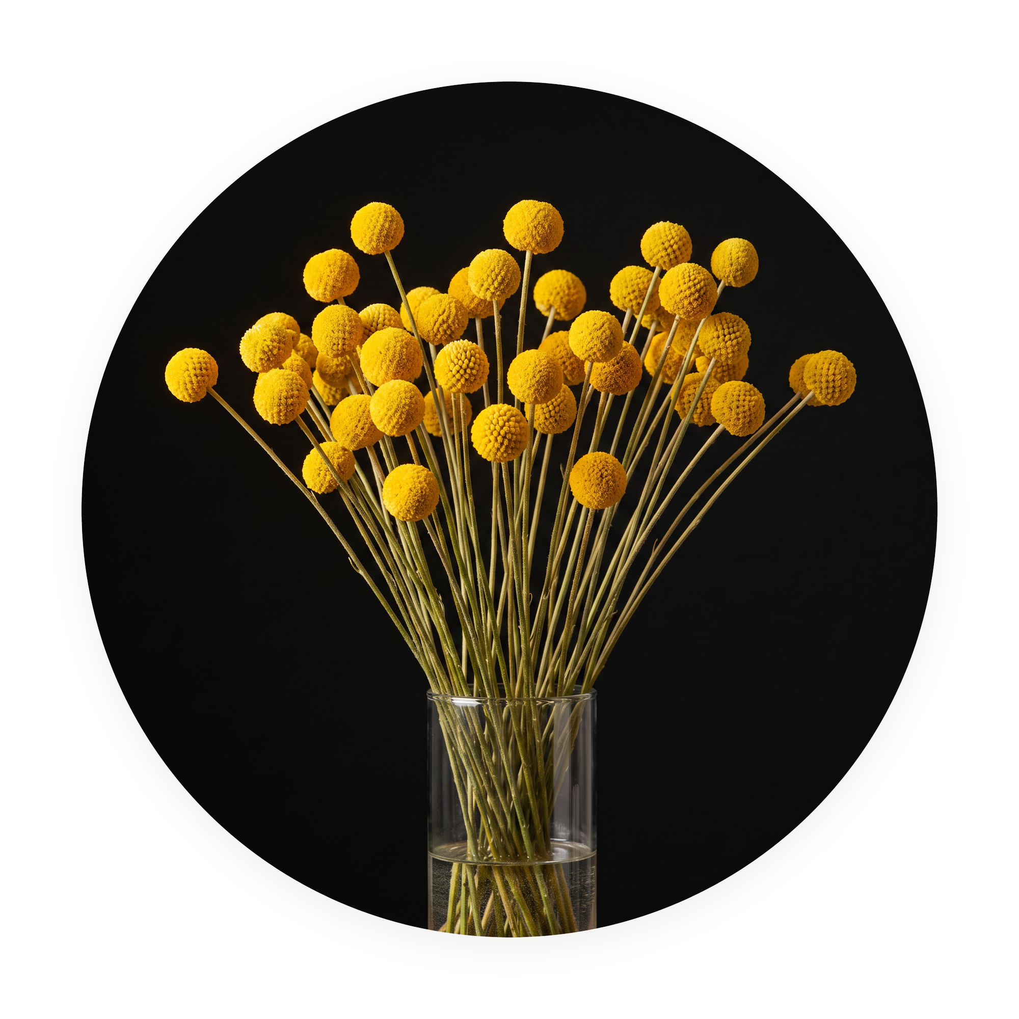 Solar Bloom ronde dibond wanddecoratie Wandkraft