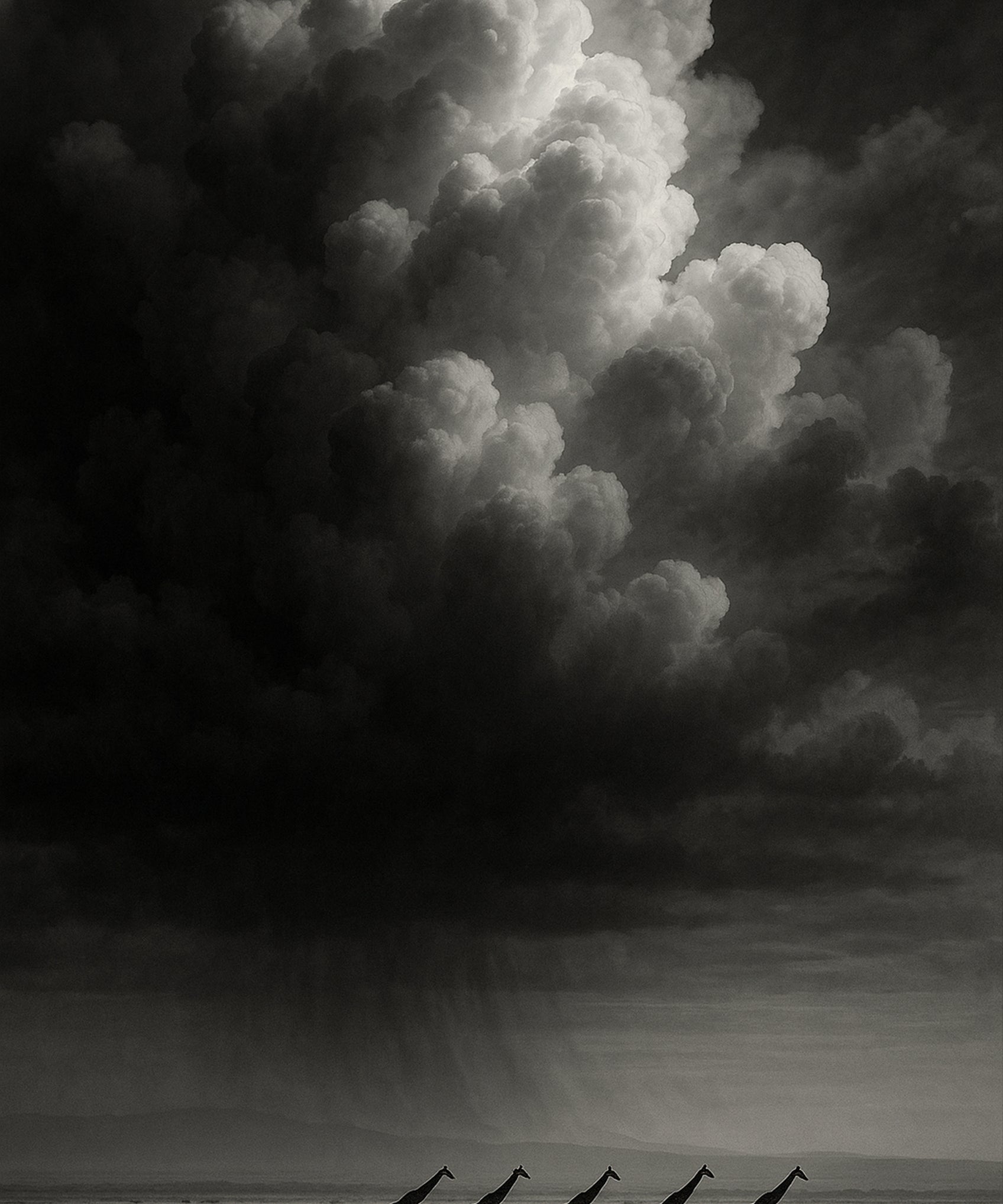 Amber Storm - zwart-wit dierportret, Wandkraft