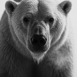 Arctic Breath - zwart-wit dierportret, Wandkraft