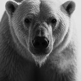 Arctic Breath - zwart-wit dierportret, Wandkraft