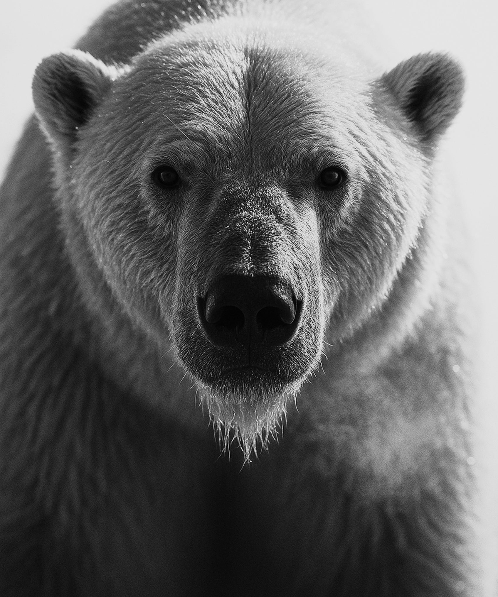 Arctic Breath - zwart-wit dierportret, Wandkraft