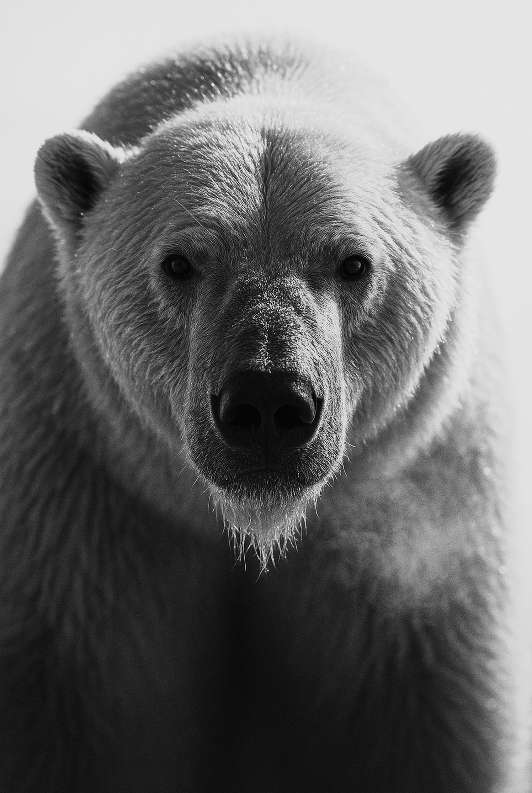 Arctic Breath - zwart-wit dierportret, Wandkraft