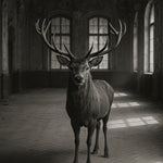 Ballroom Stag - zwart-wit dierportret, Wandkraft