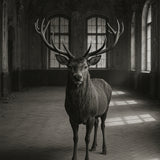 Ballroom Stag - zwart-wit dierportret, Wandkraft