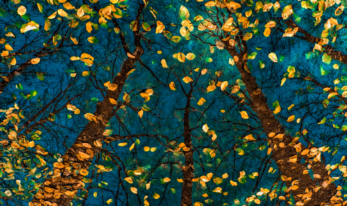 Plato's Trees Walldecoration Wandkraft 70x50 cm Plexiglas Fine Art glans Aluminium Profiel