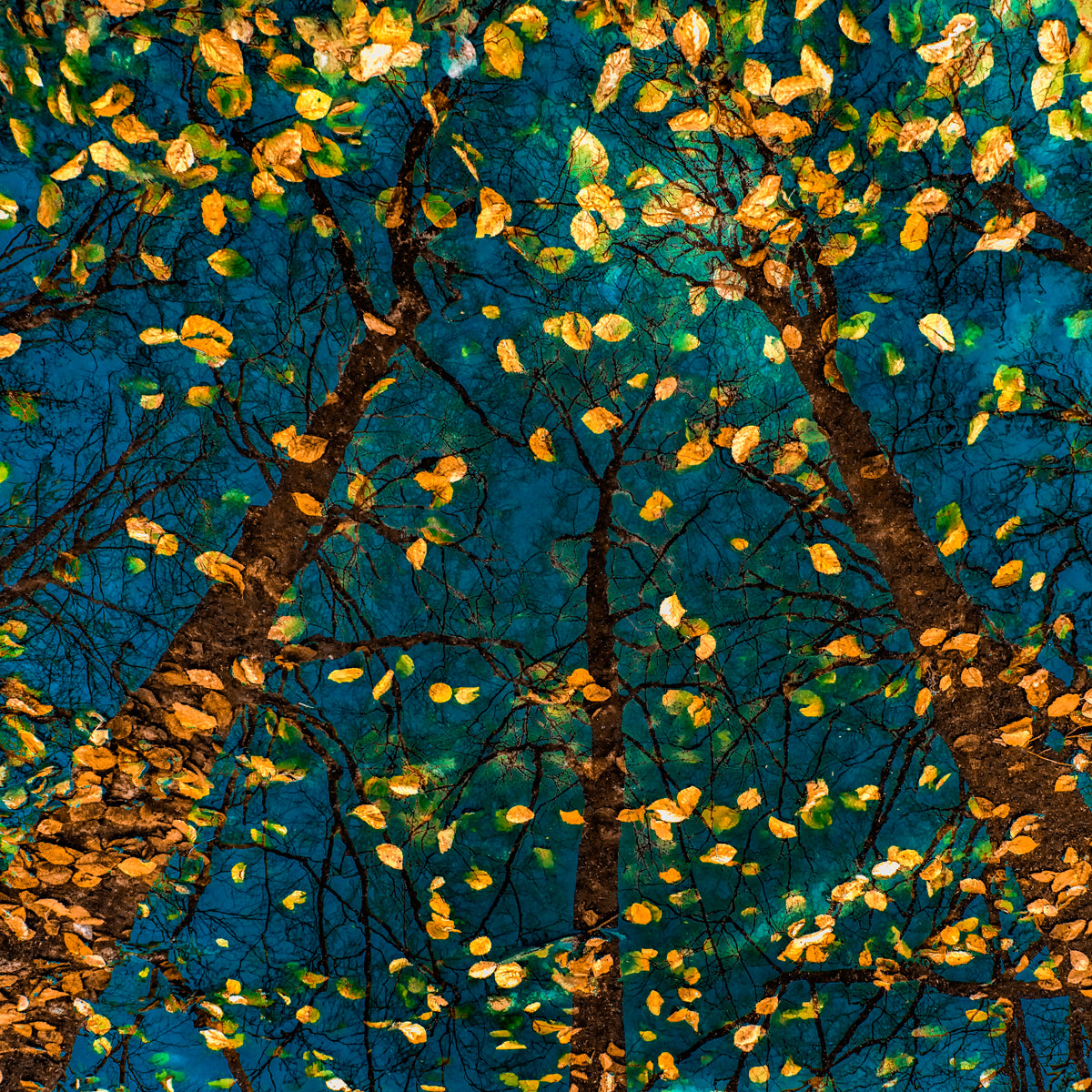 Plato's Trees Walldecoration Wandkraft 74x74 cm Plexiglas Fine Art mat Baklijst Zwart