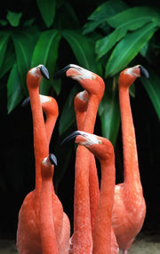 Décoration murale Wandkraft : six flamants roses au long cou devant des feuilles vertes, décoration murale nature colorée et vivante. Pour un intérieur élégant