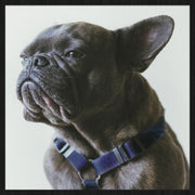 Décoration murale Wandkraft : Bouledogue français sombre au regard sérieux et au harnais bleu sur fond uni, œuvre murale moderne de Wandkraft. pour un intérieur élégant