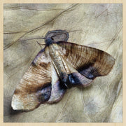 Décoration murale Wandkraft : Papillon de nuit brun aux bandes sombres sur fond brun clair, décoration murale minimaliste, ambiance neutre et apaisante. pour un intérieur élégant