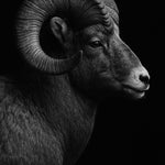 Dark Spiral - zwart-wit dierportret, Wandkraft