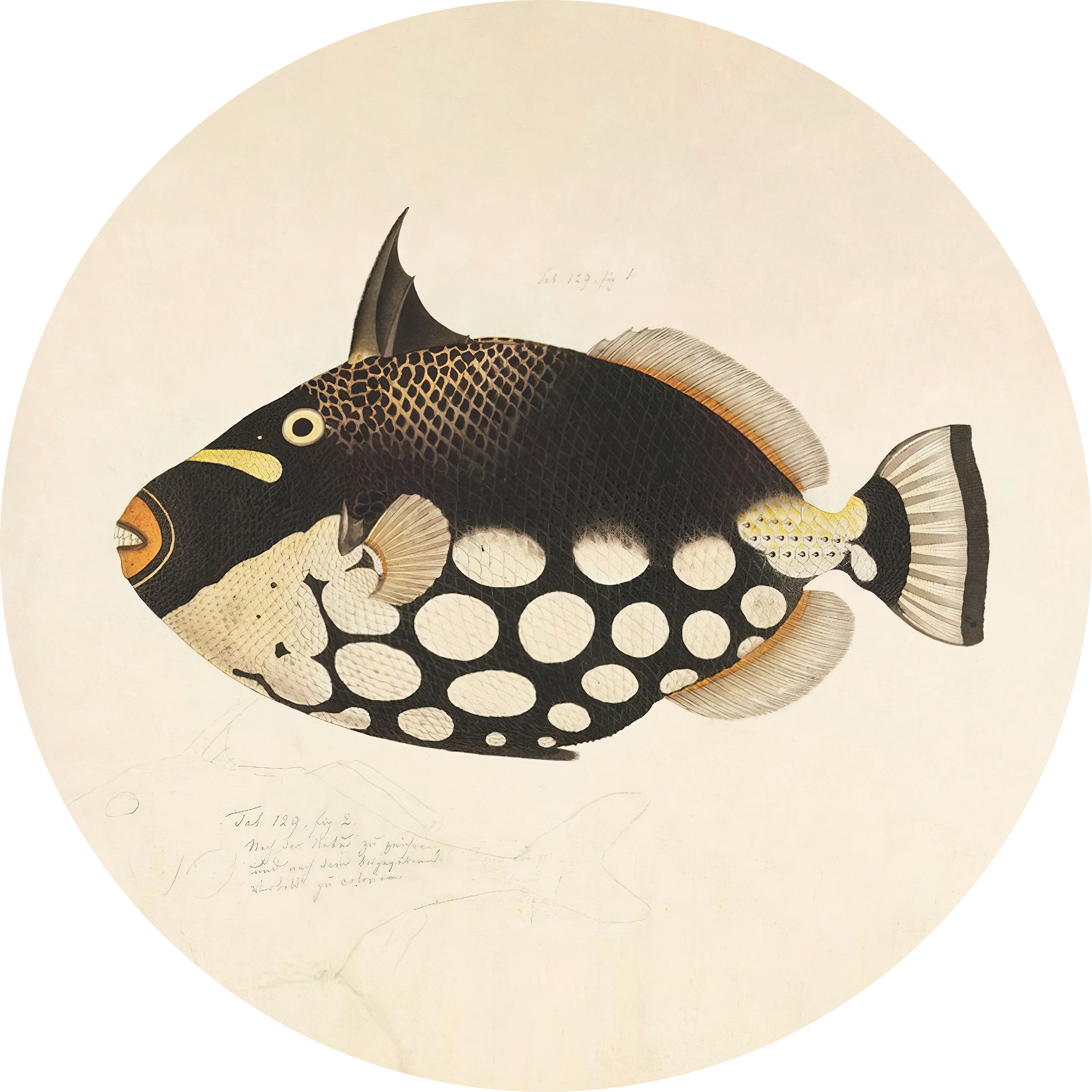 Fish Black Walldecoration Wandkraft Ø30 cm