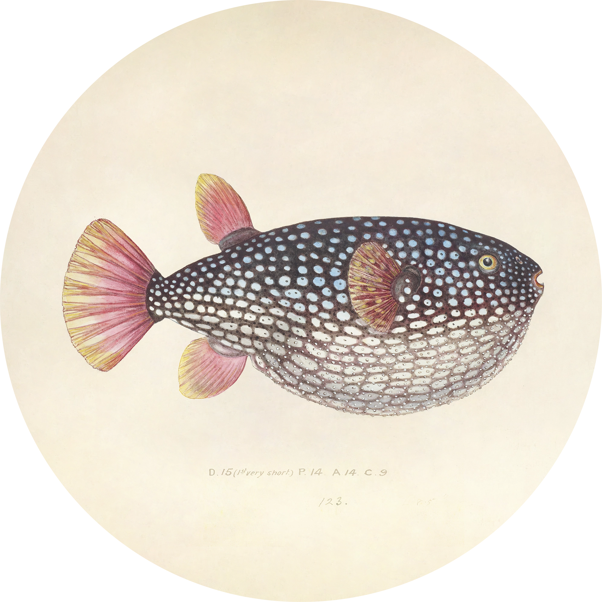 Blowfish Walldecoration Wandkraft Ø30 cm