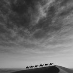 Dune Ridge - zwart-wit dierportret, Wandkraft