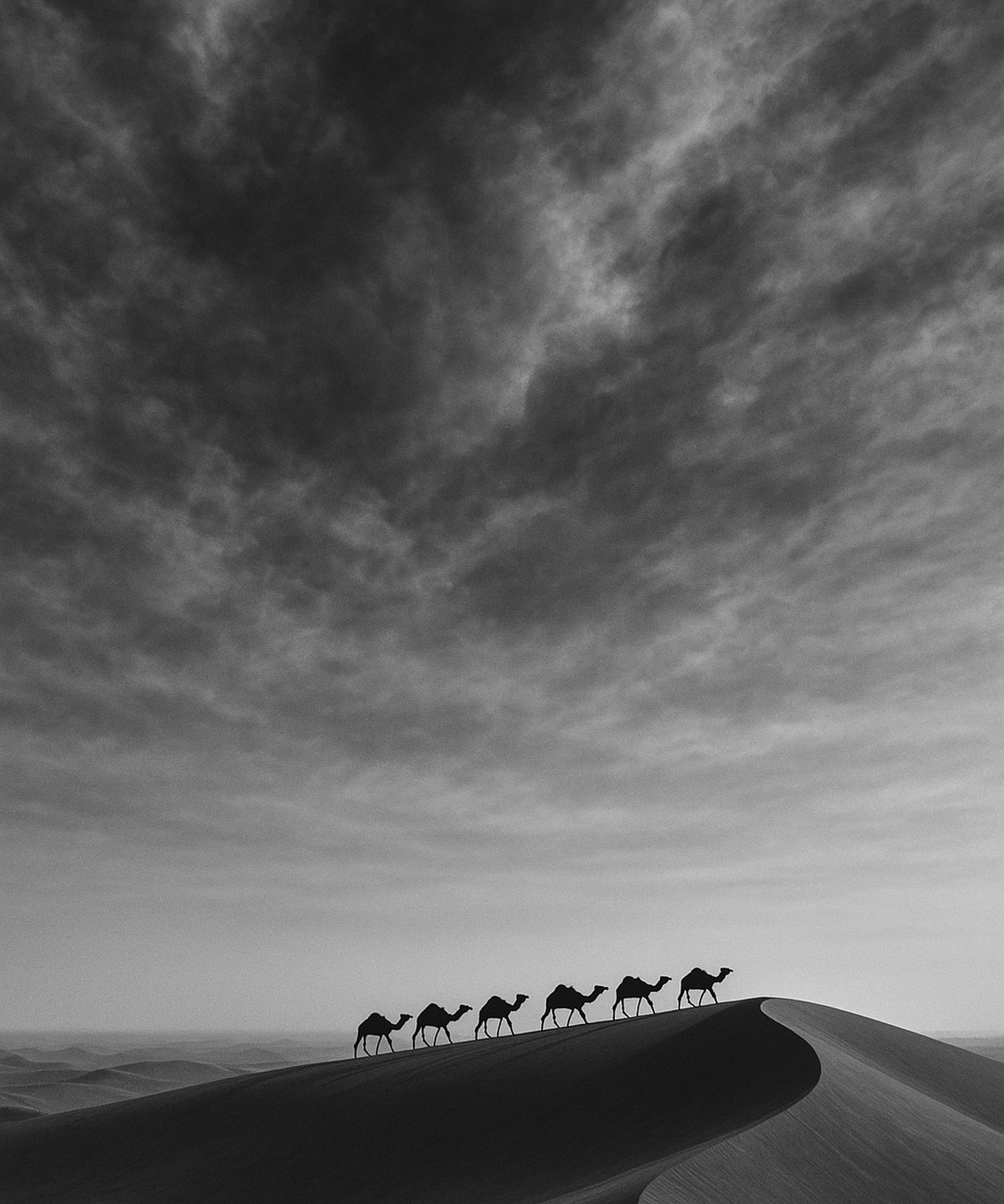 Dune Ridge - zwart-wit dierportret, Wandkraft