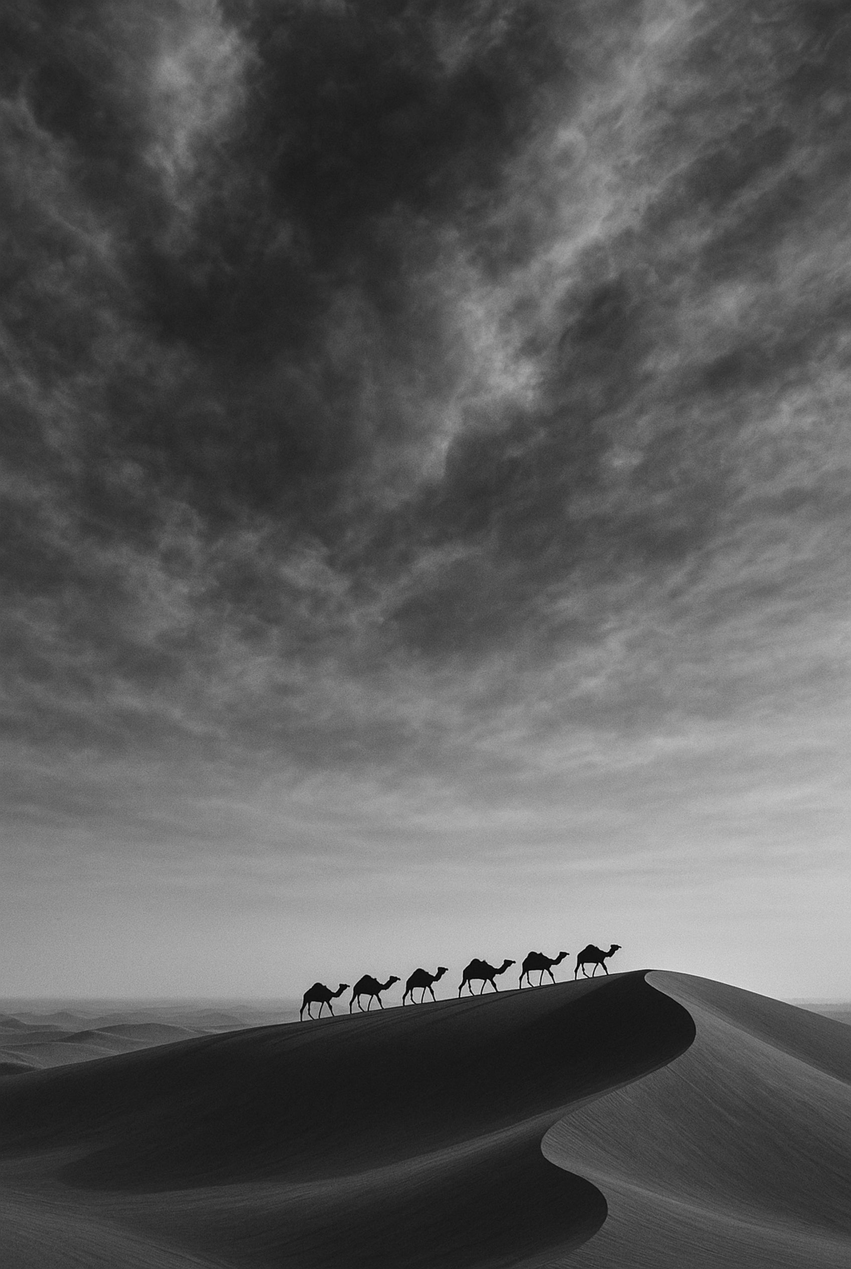 Dune Ridge - zwart-wit dierportret, Wandkraft