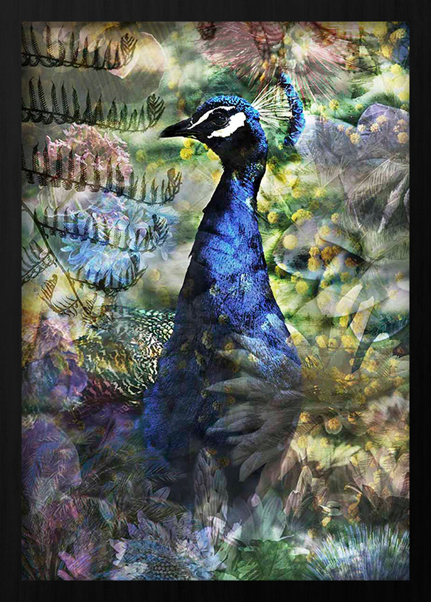 Proud Peacock Walldecoration Wandkraft 50x70 cm Fine art Plexiglas mat Vitrinelijst