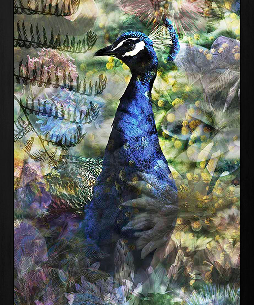 Proud Peacock Walldecoration Wandkraft 50x70 cm Fine art Plexiglas glans Baklijst zwart