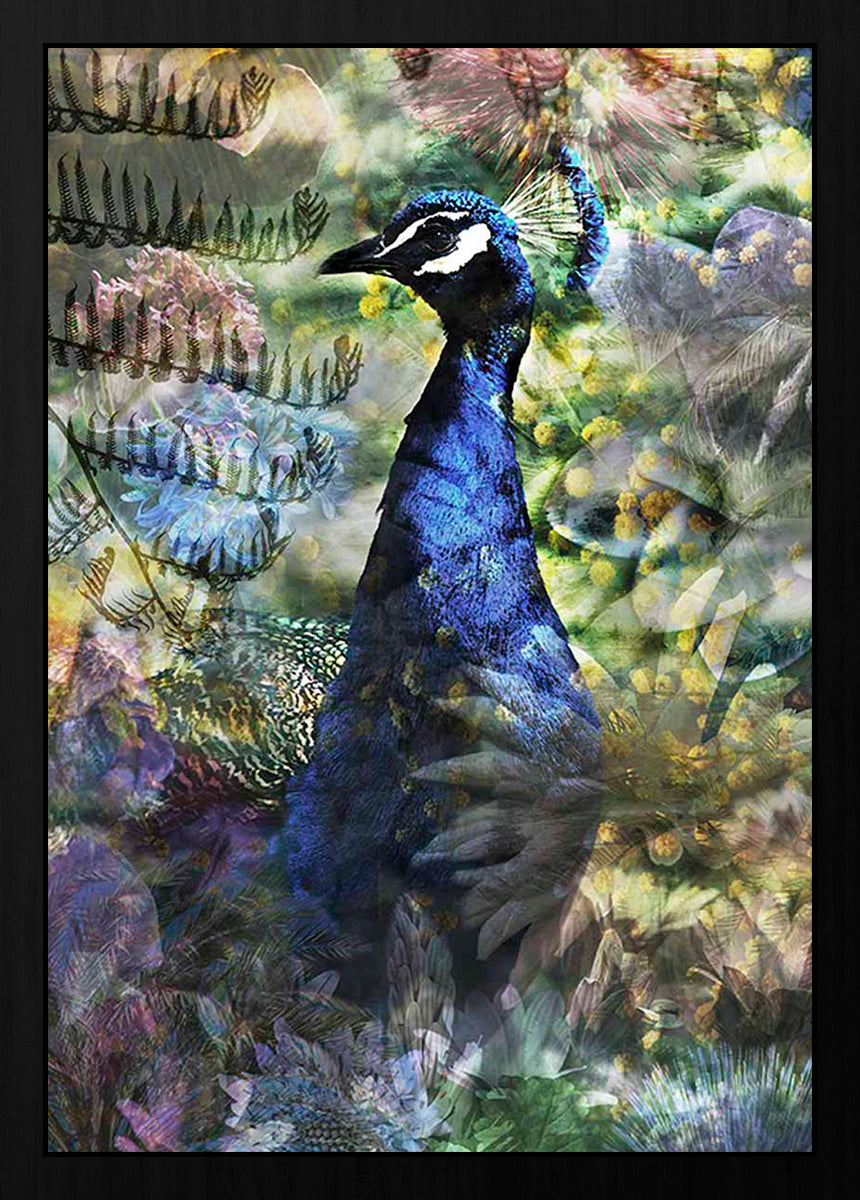 Proud Peacock Walldecoration Wandkraft 50x70 cm Fine art Plexiglas glans Baklijst zwart