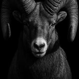 Horned Watch - zwart-wit dierportret, Wandkraft