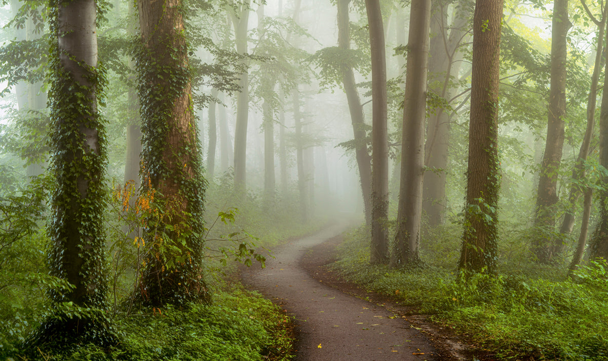 Foggy Mornings Walldecoration Wandkraft 70x50 cm Plexiglas Fine Art glans Aluminium Profiel