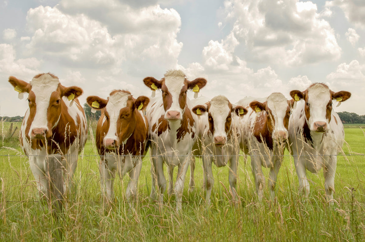 Curious Cows Walldecoration Wandkraft 70x50 cm Plexiglas Fine Art mat Aluminium Profiel