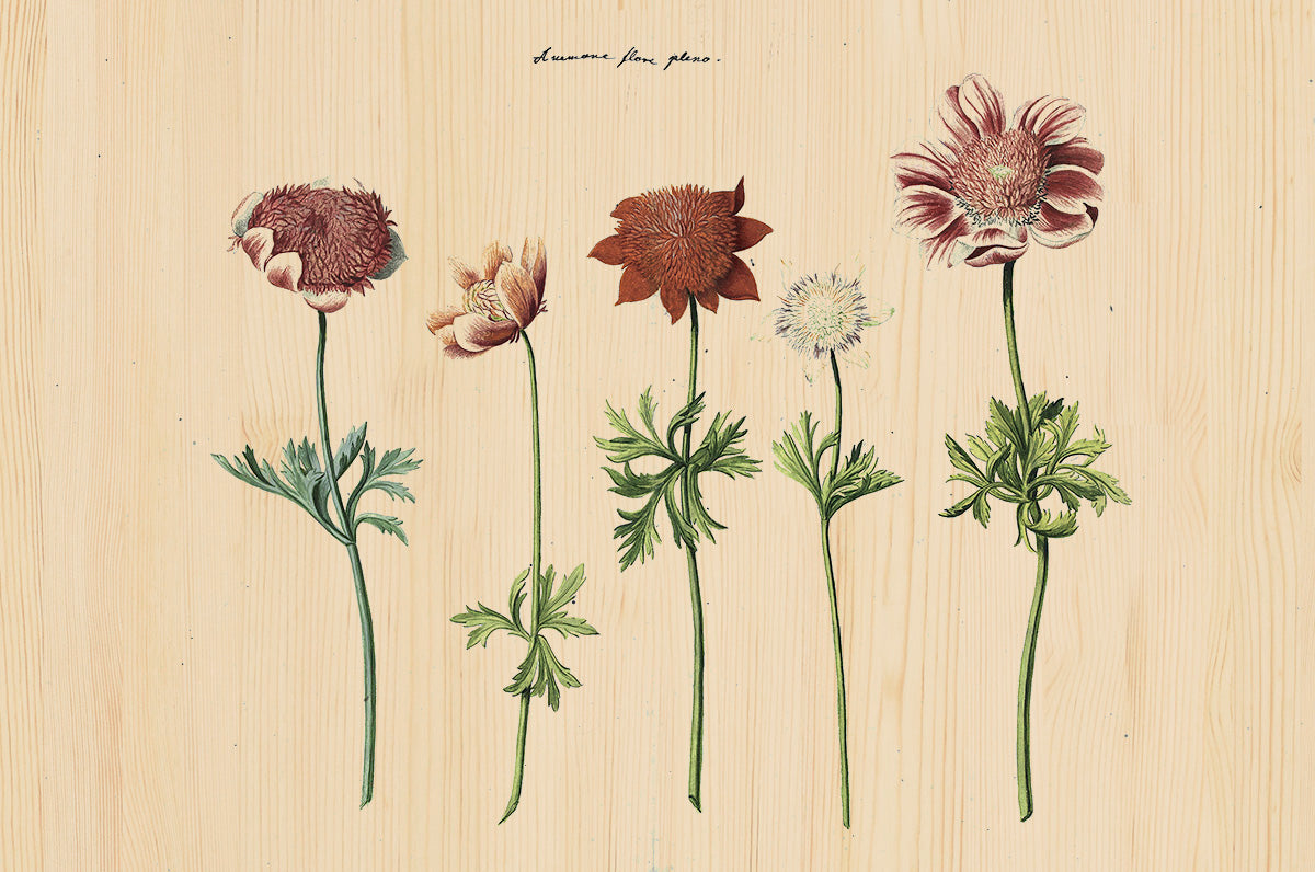 Botanical Stories 016 Walldecoration Wandkraft 118x70 cm