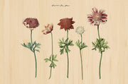 Décoration murale Wandkraft : cinq anémones dessinées sur un fond de bois clair veiné, décoration murale botanique moderne de Wandkraft. Pour un intérieur élégant