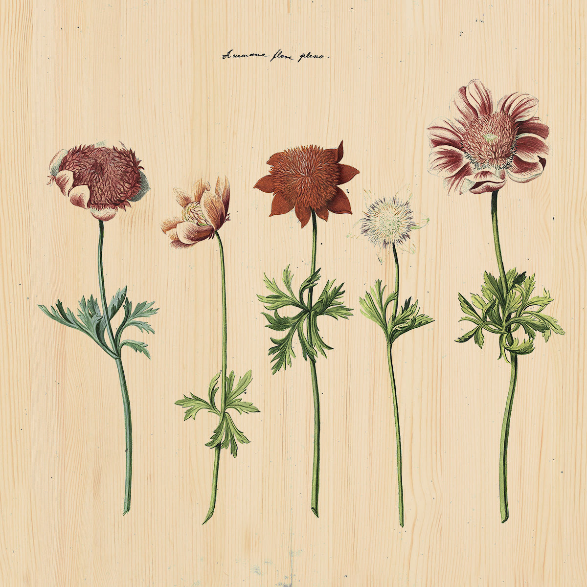 Botanical Stories 016 Walldecoration Wandkraft 74x74 cm