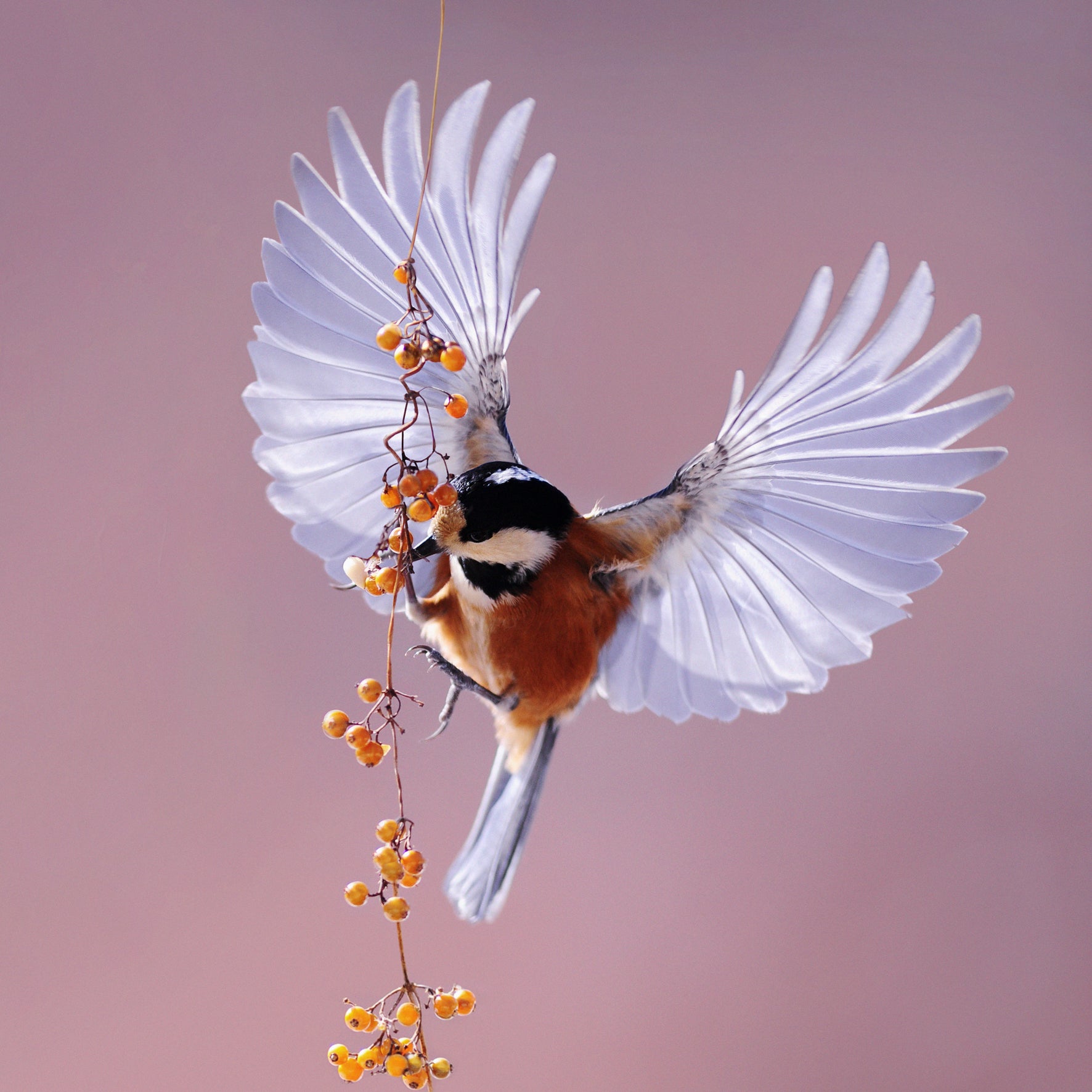 Bright Wings 020 Walldecoration Wandkraft 74x74 cm