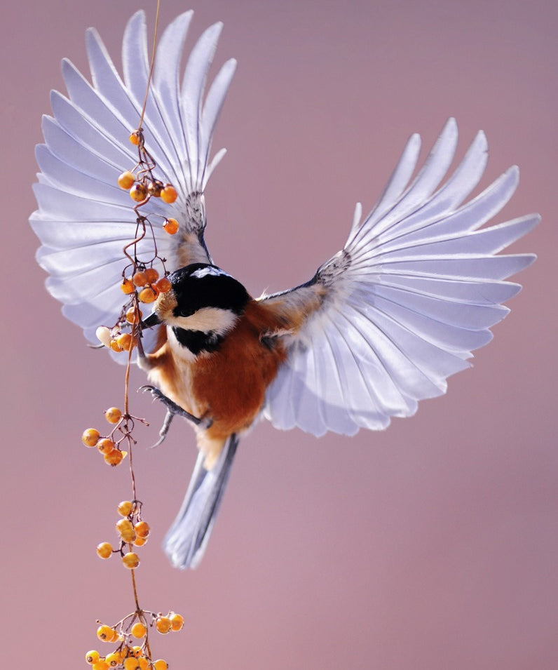 Bright Wings 020 Walldecoration Wandkraft 70x118 cm