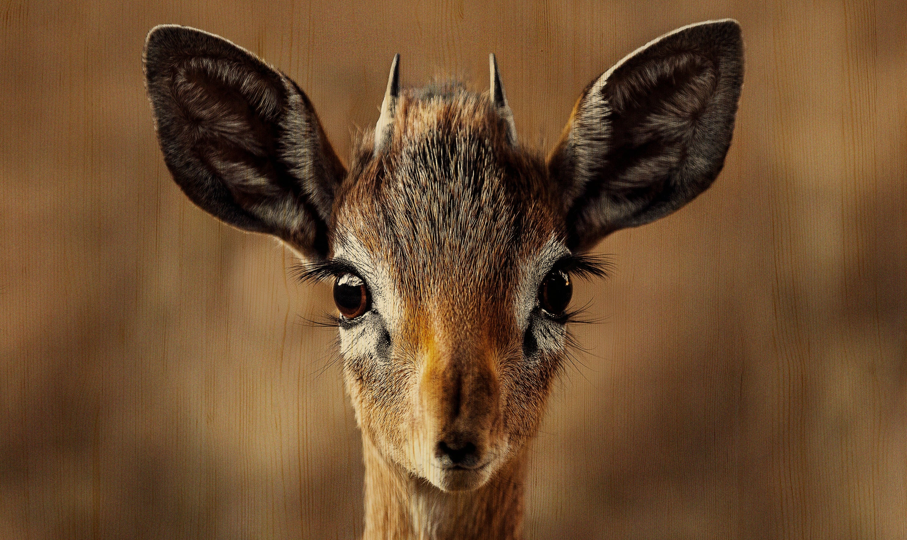 European Wildlife 010 Walldecoration Wandkraft 118x70 cm