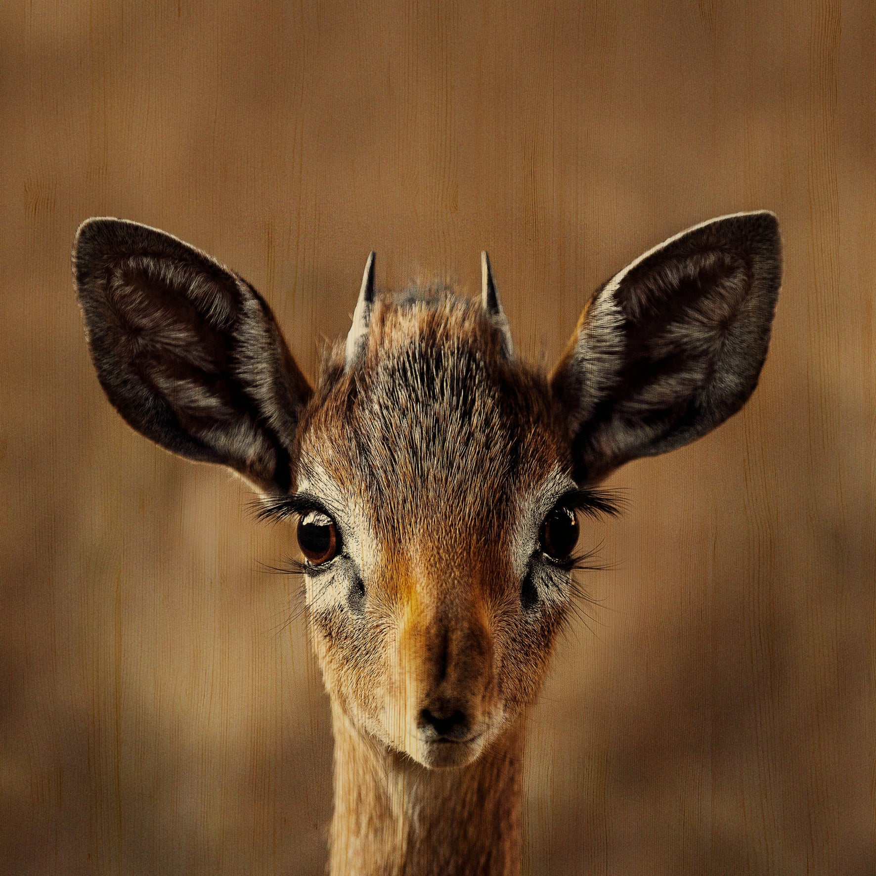 European Wildlife 010 Walldecoration Wandkraft 74x74 cm