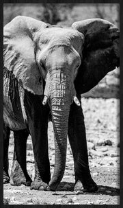 Décoration murale Wandkraft : peinture en noir et blanc d'un éléphant d'Afrique majestueux, décoration murale moderne à l'allure puissante. Pour un intérieur élégant