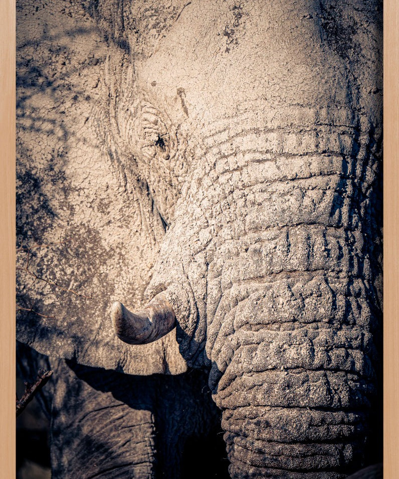 Elephant Details Walldecoration Wandkraft 70x118 cm Houten Lijst blank