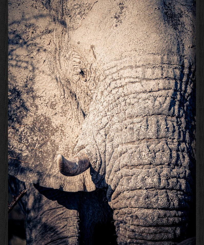 Elephant Details Walldecoration Wandkraft 70x118 cm Houten Lijst zwart