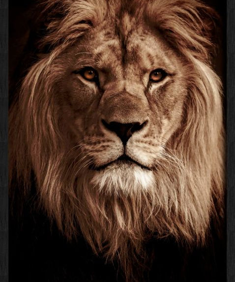 King's Pride Walldecoration Wandkraft 70x118 cm