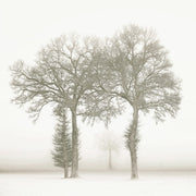 Wandkraft Wanddekoration: vier kahle Bäume stehen in einem nebligen, verschneiten Feld, serene Winterlandschaft als Wandkraft Wanddekoration. Für ein stilvolles Interieur