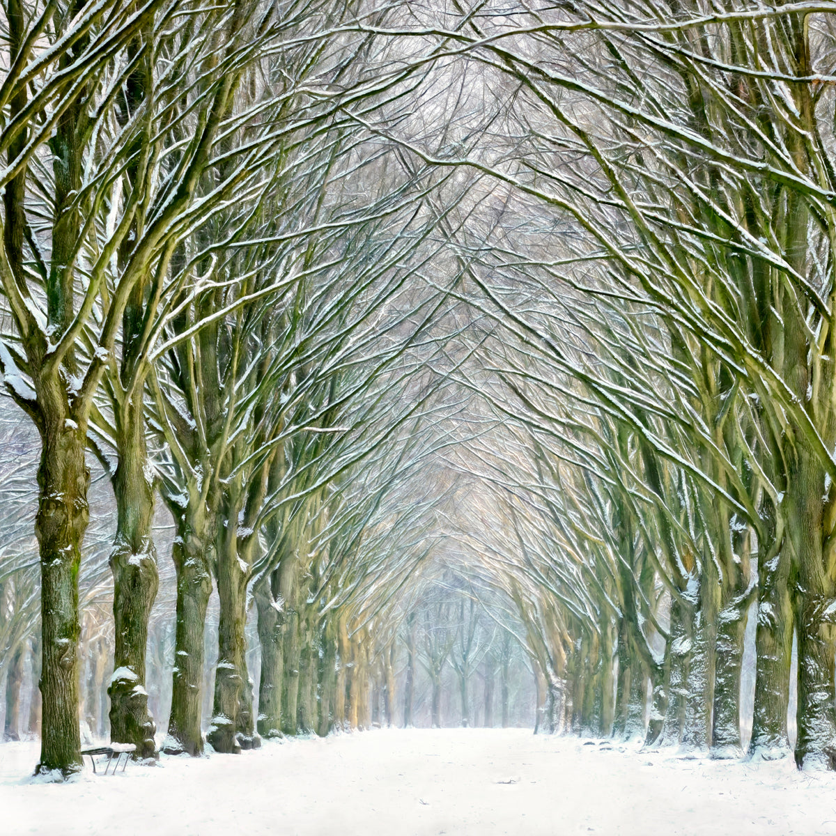 Tunnel of Trees Walldecoration Wandkraft 74x74 cm Plexiglas Fine Art glans Aluminium Profiel