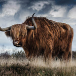 European Wildlife 001 Walldecoration Wandkraft