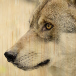 European Wildlife 002 Walldecoration Wandkraft 118x70 cm