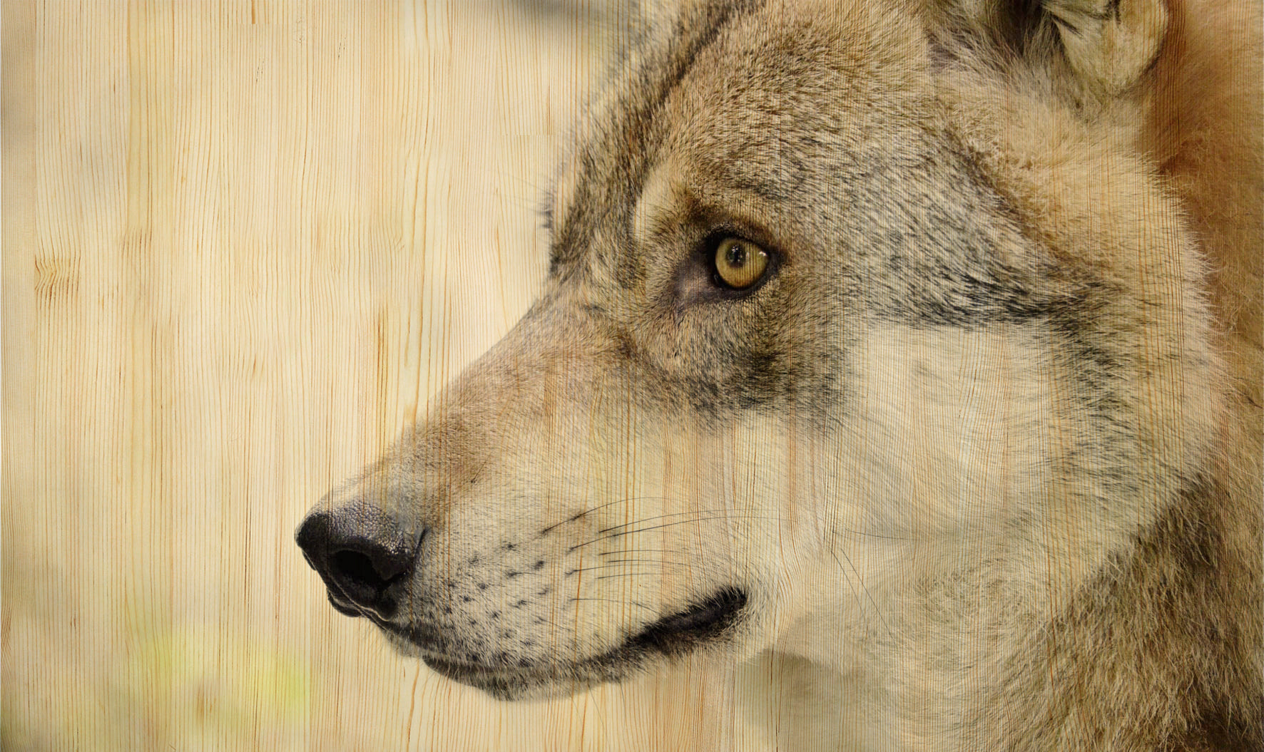 European Wildlife 002 Walldecoration Wandkraft 118x70 cm