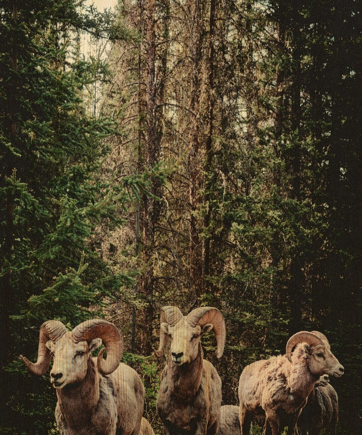 European Wildlife 003 Walldecoration Wandkraft 70x118 cm