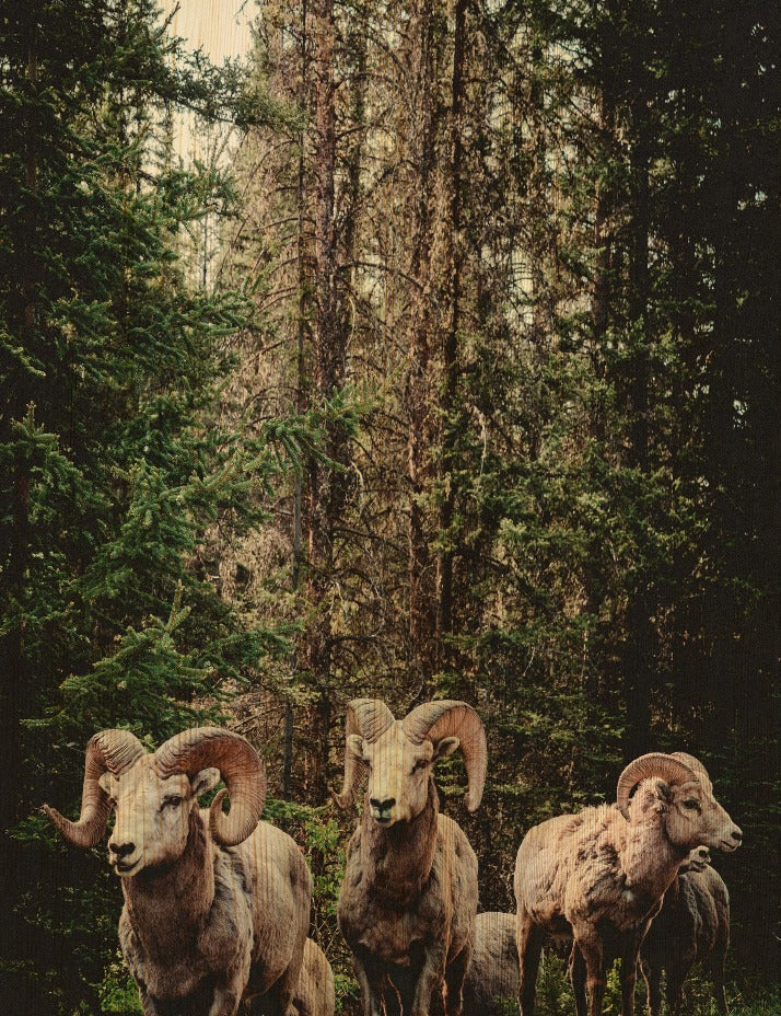 European Wildlife 003 Walldecoration Wandkraft 70x118 cm