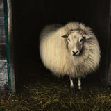 European Wildlife 004 Walldecoration Wandkraft 98x48 cm