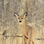 European Wildlife 007 Walldecoration Wandkraft 70x118 cm