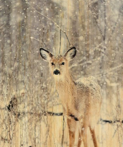 European Wildlife 007 Walldecoration Wandkraft 48x98 cm