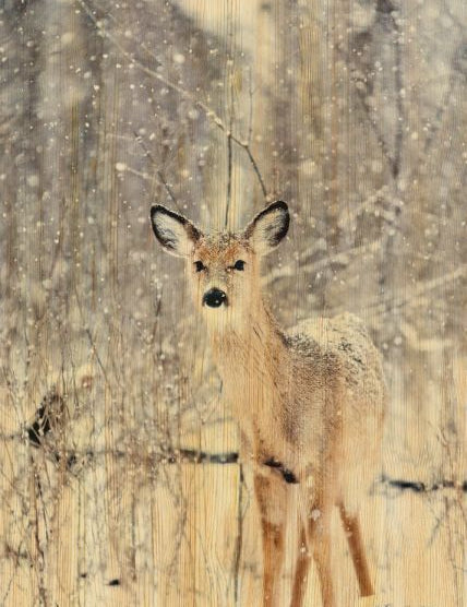European Wildlife 007 Walldecoration Wandkraft 70x118 cm